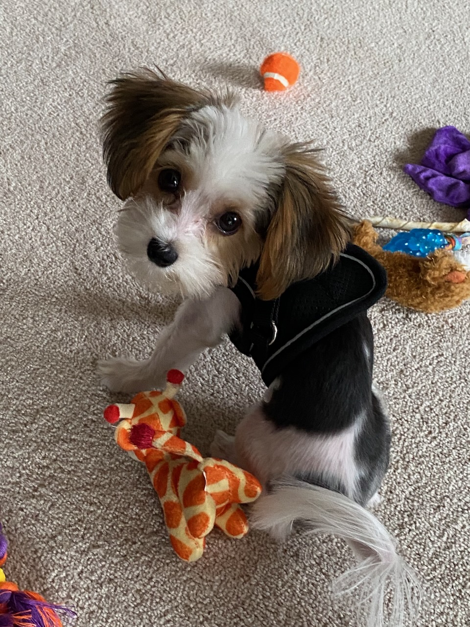 Jack the Dog
